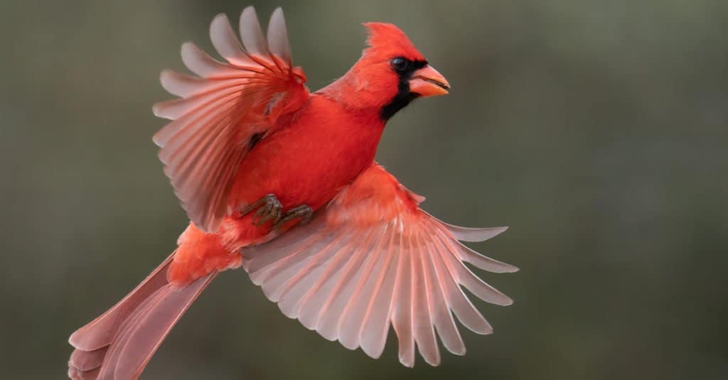 Northern Cardinal in flight