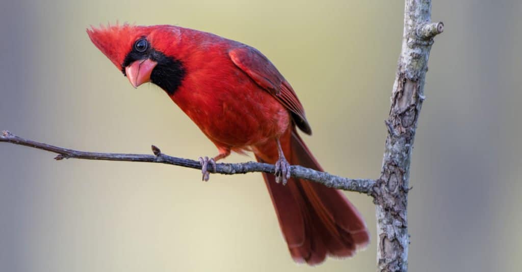 Cardinal rouge sur une branche