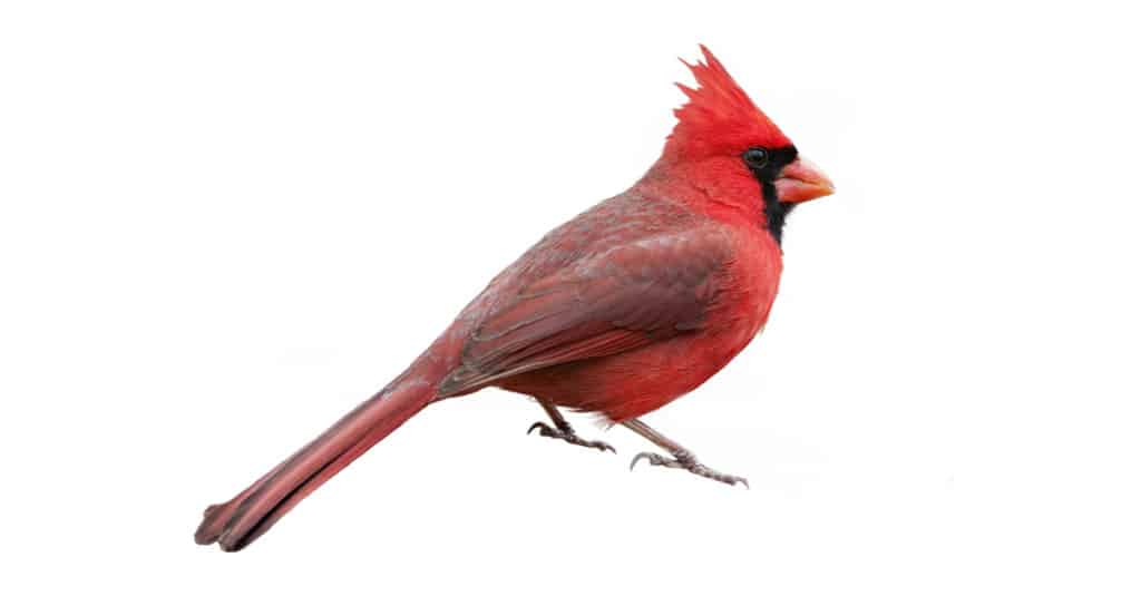 Northern Cardinal on white background