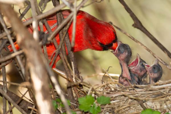 Northern Cardinal with hatchlings