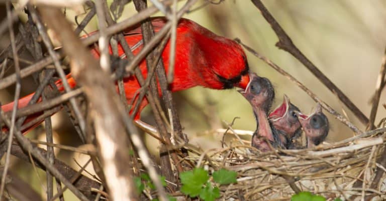 Northern Cardinal with hatchlings
