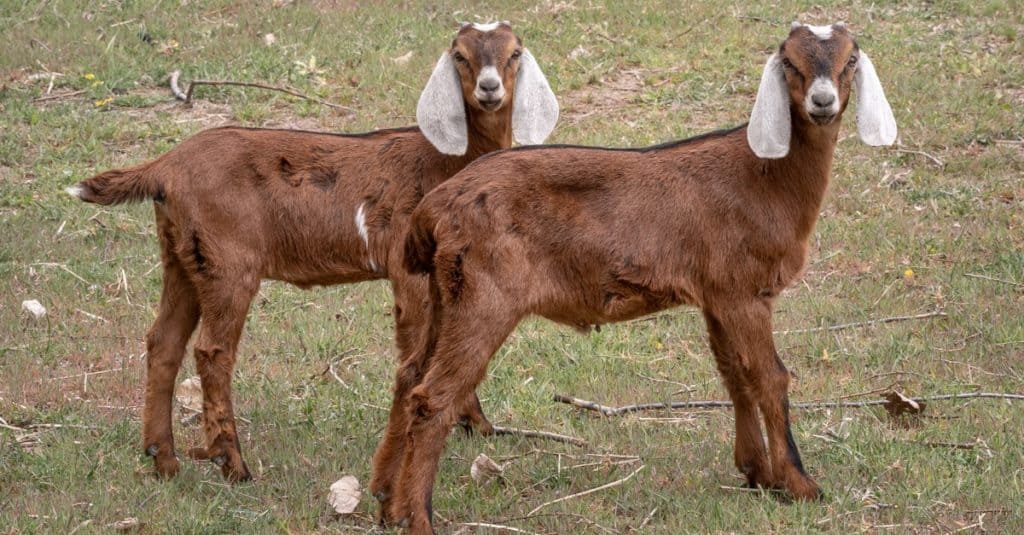 Twin Nubian Goat kids in the pasture.