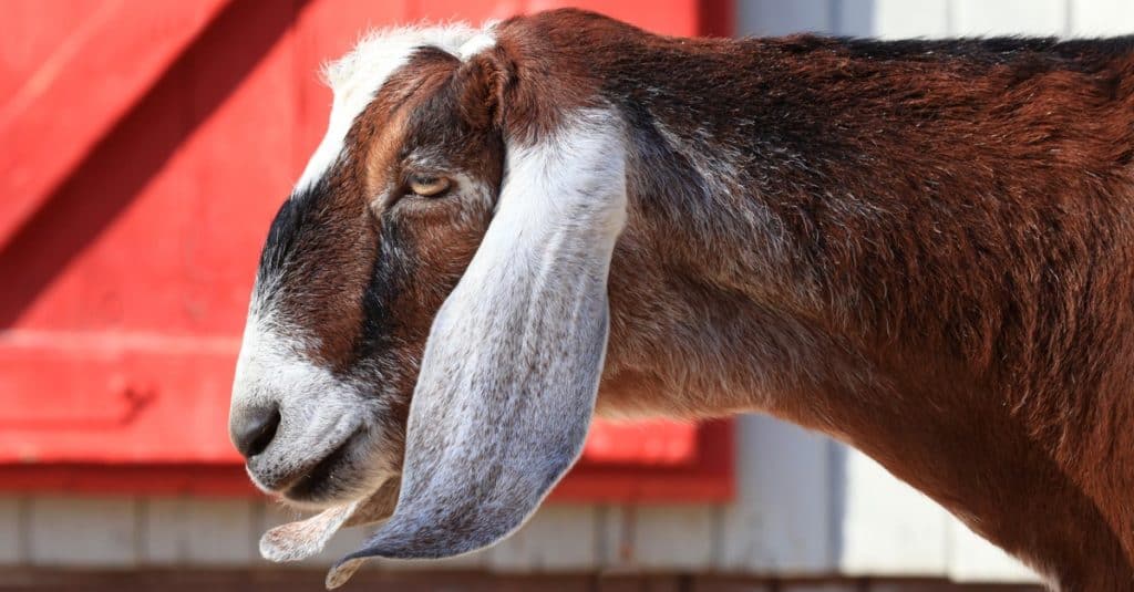 A close-up of a Nubian Goat in the barnyard.
