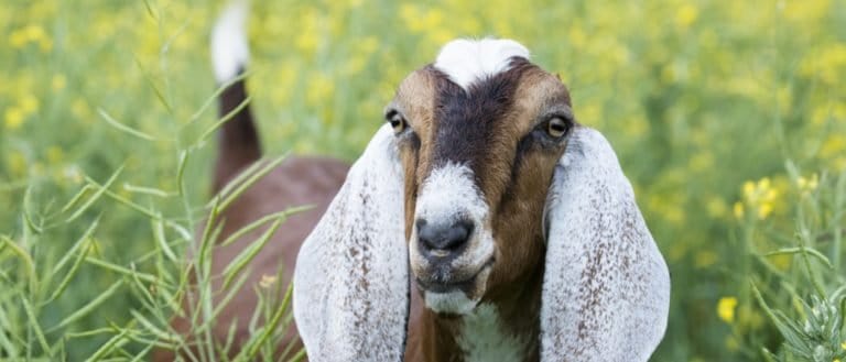 Nubian Goat