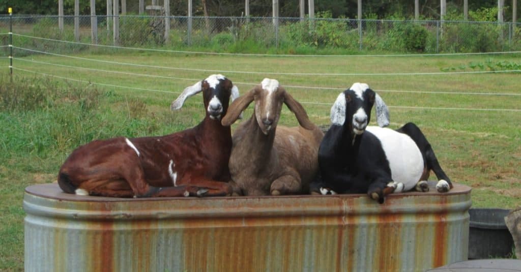 Three Nubian goats lounge on a rusty overturned feeding trough.