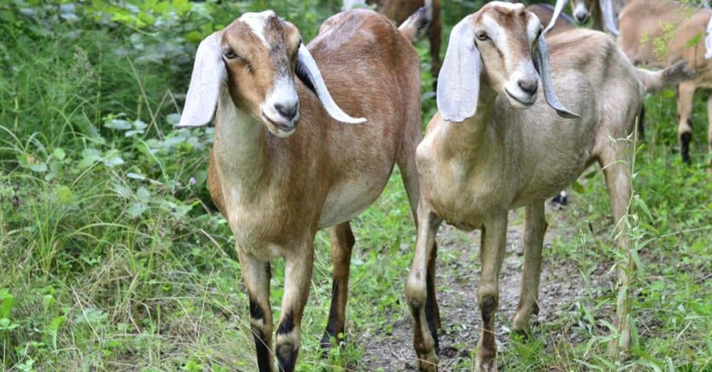 A pair of Nubian goats grazing in the forest.