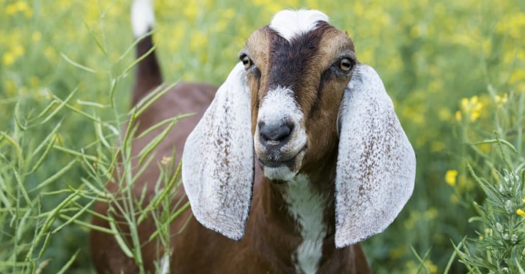 Close-up of Nubian Goat in the pasture.