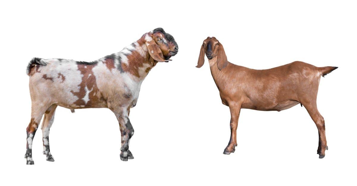 nubian show goats