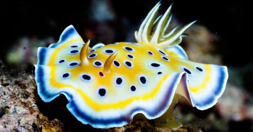 Most beautiful animal – Nudibranchs