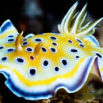 With vibrant colors ranging from red to violet and everything in between, Nudibranchs offer a captivating display.