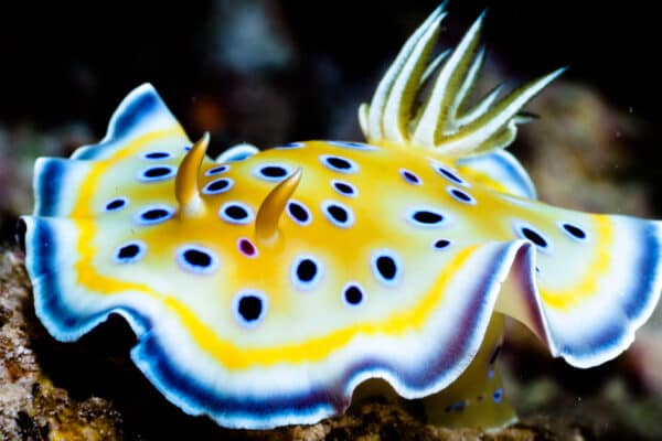 With vibrant colors ranging from red to violet and everything in between, Nudibranchs offer a captivating display.