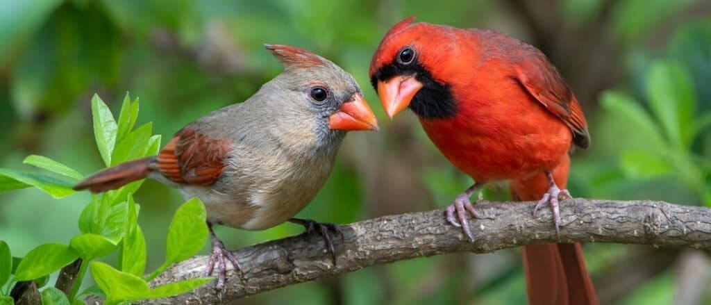 male and female cardinal birds