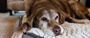 The Top 8 Oldest Dogs Ever Picture