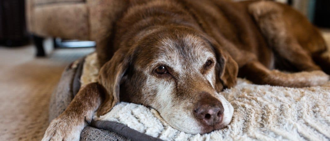 The Top 8 Oldest Dogs Ever - AZ Animals