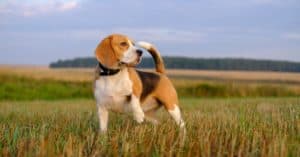 How Old was the Oldest Beagle Ever? Picture