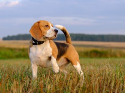 A Beagle Lifespan: How Long Do Beagles Live?