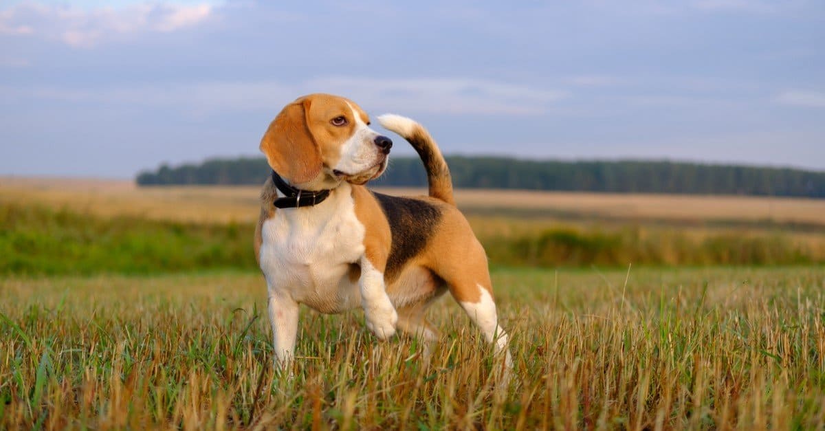 how old is the oldest beagle