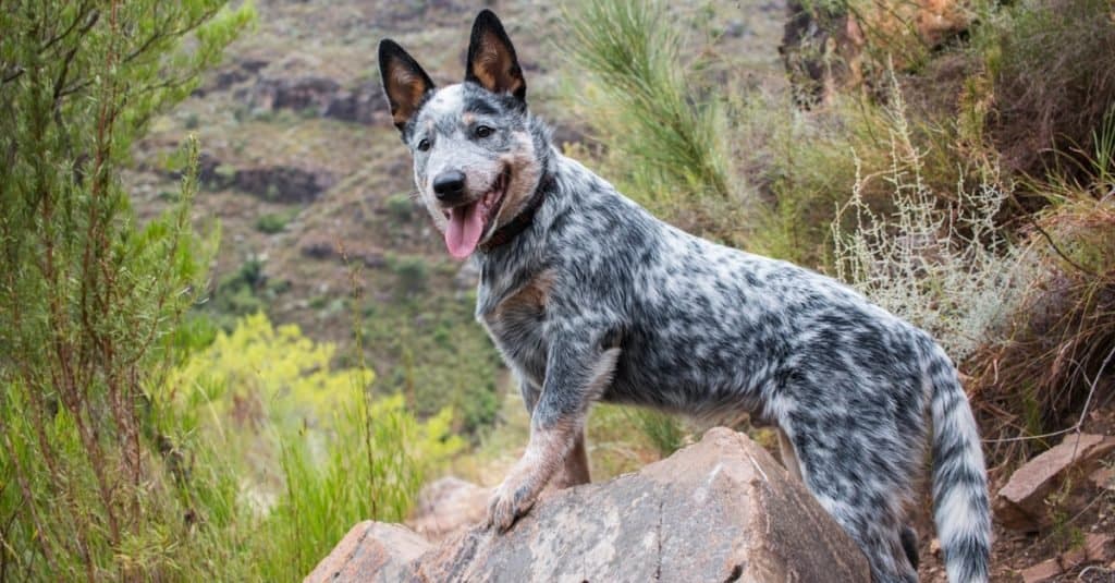 Australian Blue Heeler Cattle Dog Considers Whether To Play Stock Photo -  Download Image Now - iStock