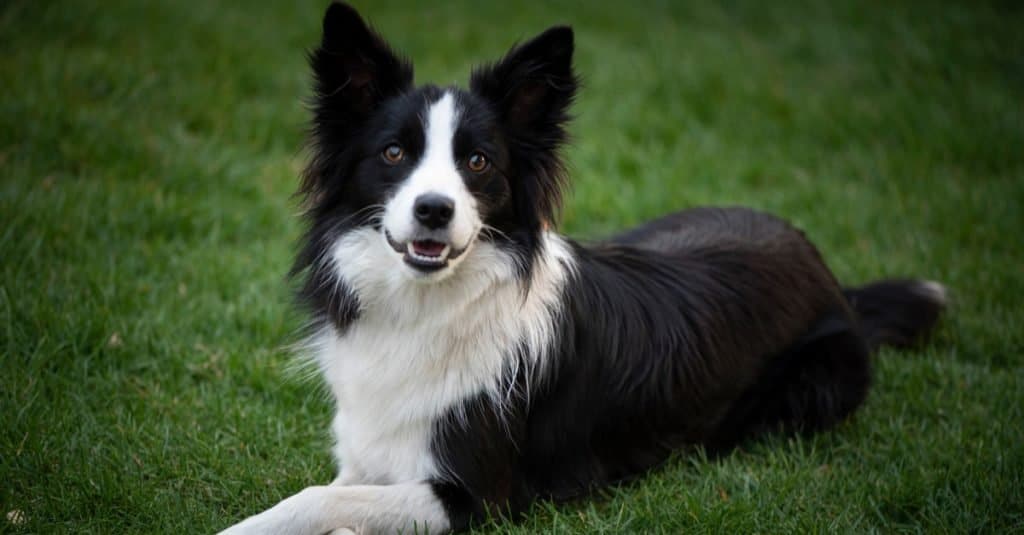 What is the breed of a black and white dog?