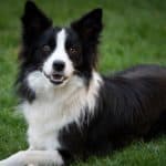 A Border Collie, like Bramble, lying on the grass. Bramble loved to walk and regularly walked for two hours each day with her owner.