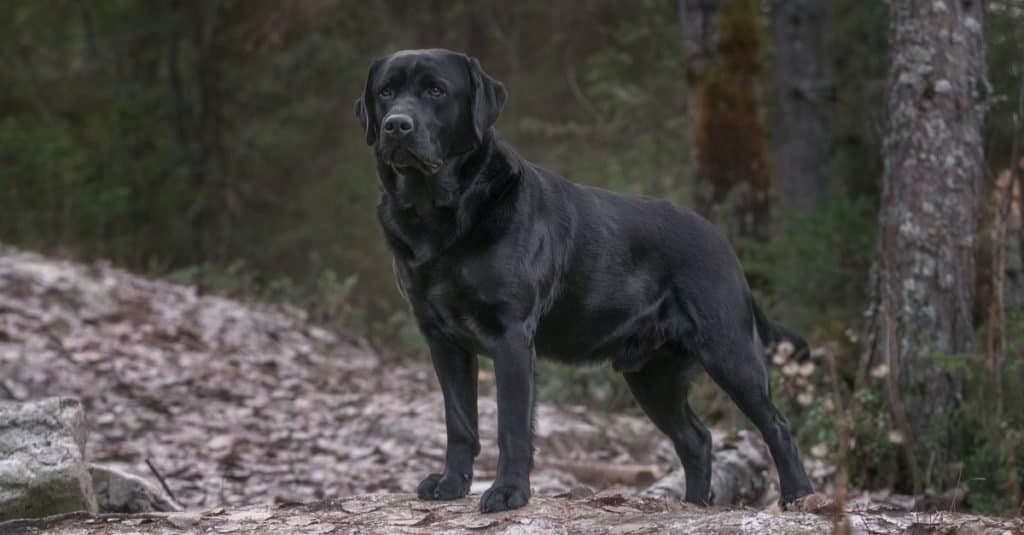 Najstarszy pies: adiutant labrador retriever