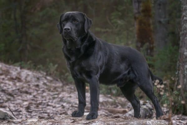 A black Labrador retriever, like Adjutant, in the forest. Adjutant was an officially registered male Lab and also has the distinction of being the seventh oldest known dog in history.