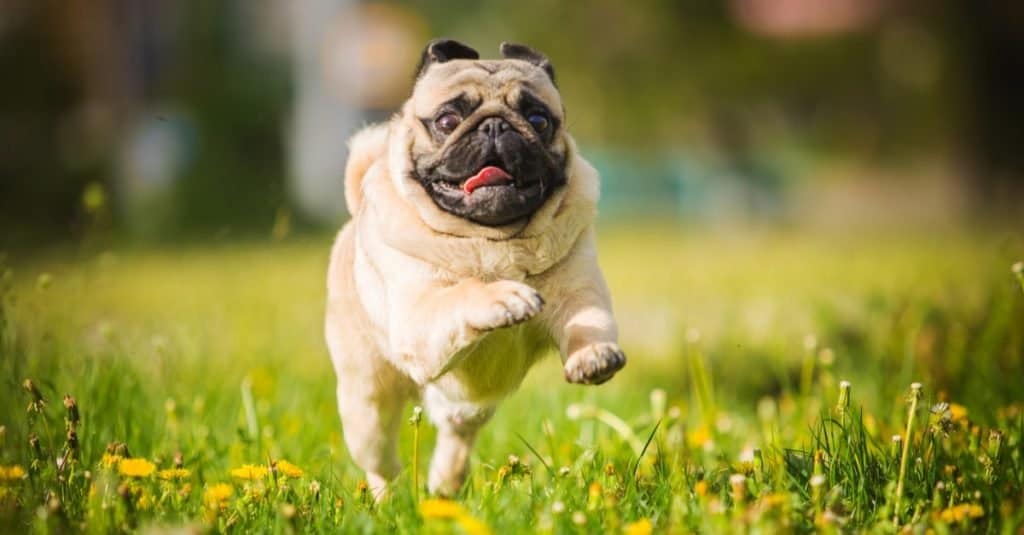 Oldest Dog: Snookie the Pug