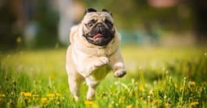 10 Brachycephalic Dogs and the Growing Controversy Around Them Picture