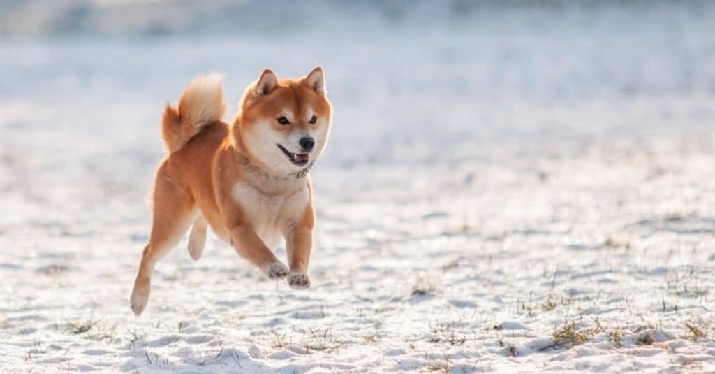 akita inu vs shiba inu