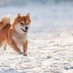 Pusuke, one of the oldest dogs ever, was a Shiba Inu mix. The Shiba Inu is one of the oldest dog breeds, dating back to the 3rd century BC.