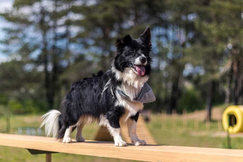 Oldest Dog: Taffy the Welsh Collie