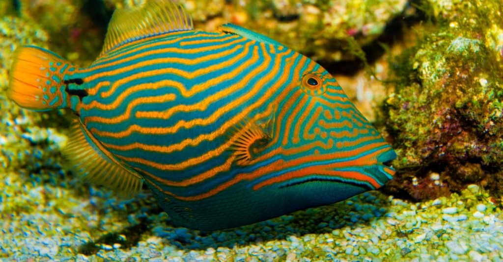 Most beautiful animal – Orange-lined triggerfish