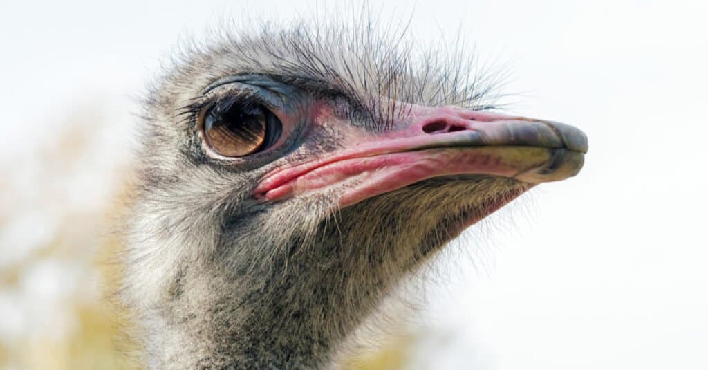 Animals with large eyes– ostrich