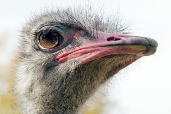 The ostrich has the largest eyes of any bird in the world.