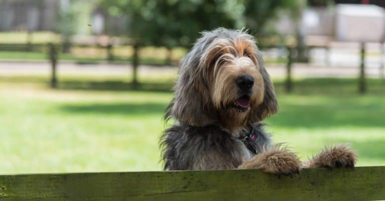 Otterhound standing in a field, with paws on fence.