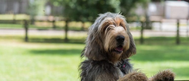 Otterhound standing in field with paws on fence
