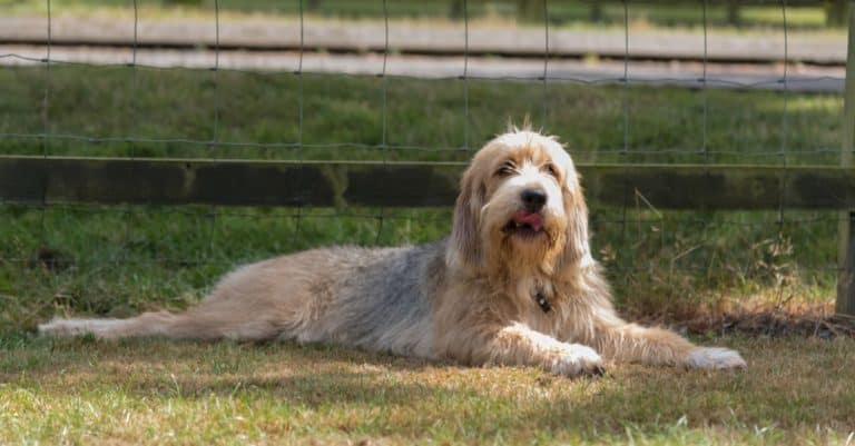 Otterhound lying on the grass in the park.