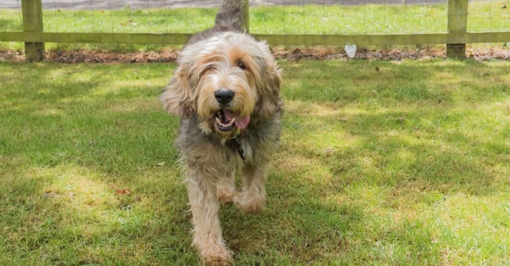 Otterhound running and playing in the park.