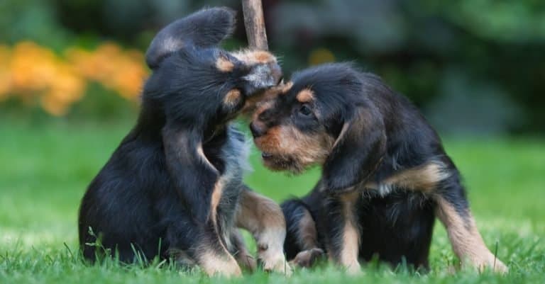 Two playing Otterhound puppies.