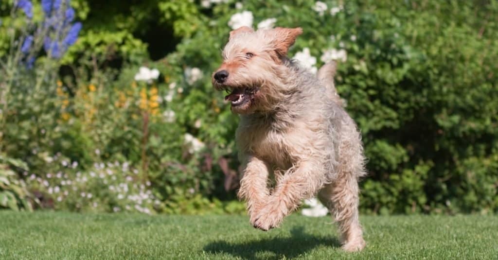 Otterhound running and playing in the garden.