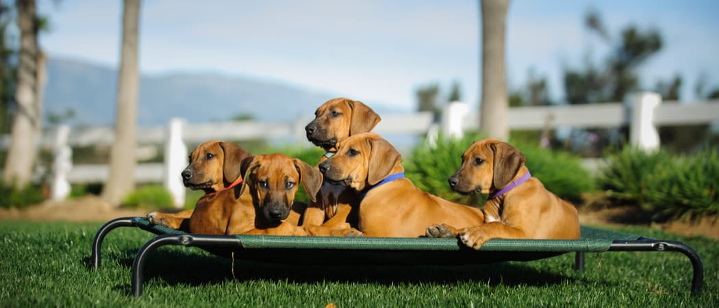 Dogs lounge on an outdoor dog bed.