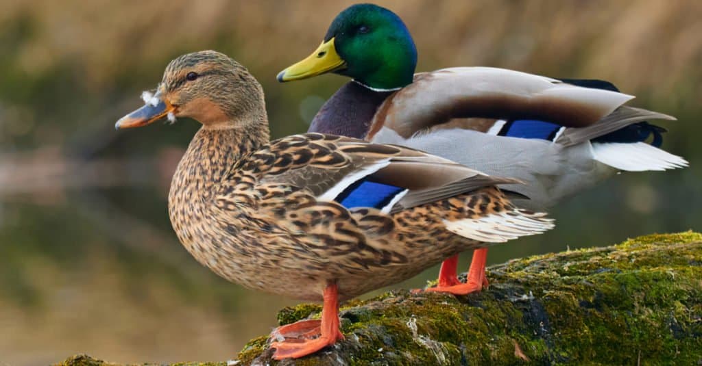 In Maine, you will find all kinds of ducks, such as this pair of Mallard Ducks.