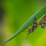 Tiger moths