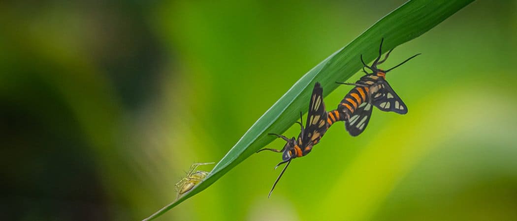 Pair of Tiger Moths