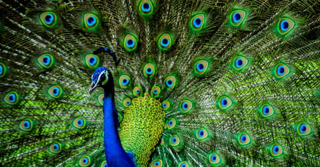 Most beautiful animal – peacock
