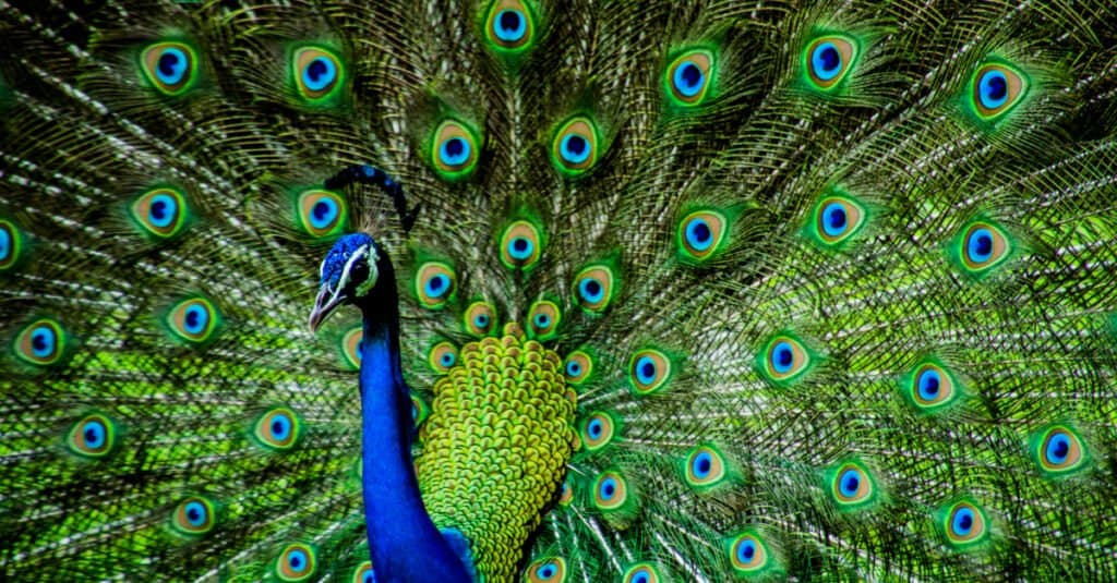 most beautiful animals in the world top 10