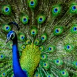 The peacock's extravagant plumage makes it one of the most beautiful — and colorful — animals on earth.