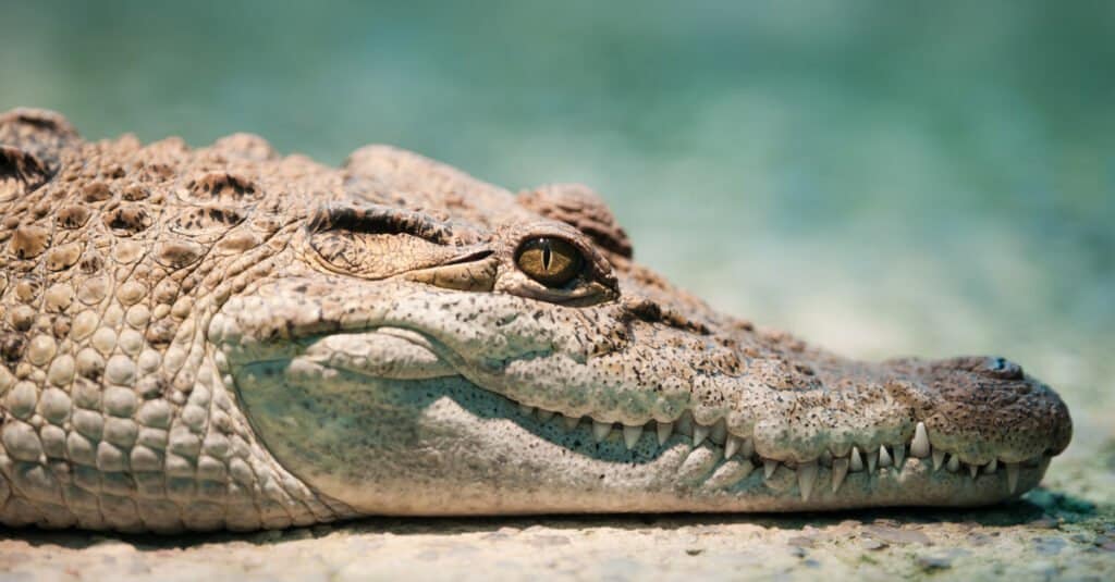 Rarest animal - Philippine crocodile