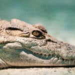 One of only two crocodile species found in the Philippines, the Philippine crocodile is so rare that conservation methods are being taken for its protection.