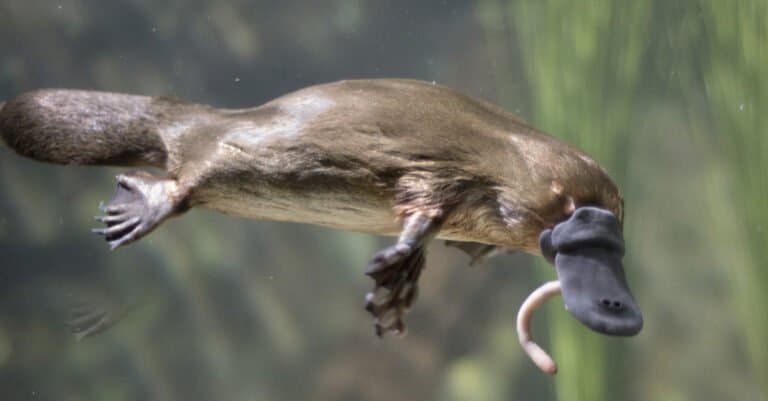 Interesting animals – Platypus